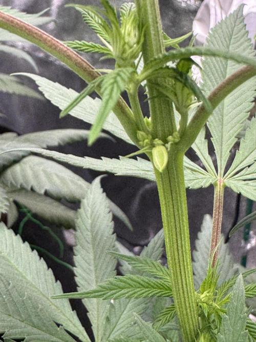 3 different strains. Week 7