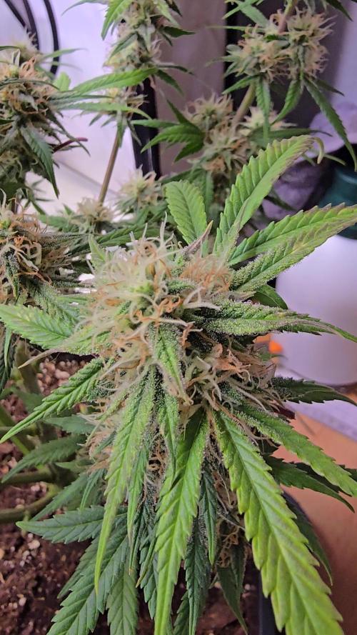 Orange bud auto