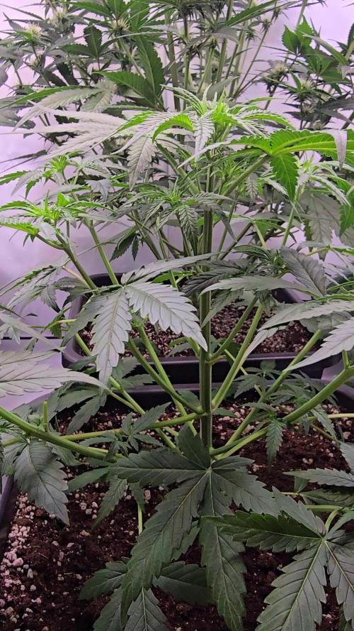 Gorilla Cookies Auto
