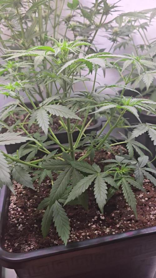 Gorilla Cookies Auto