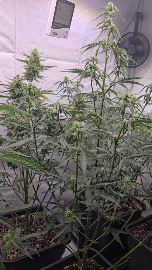 Gorilla Cookies Auto