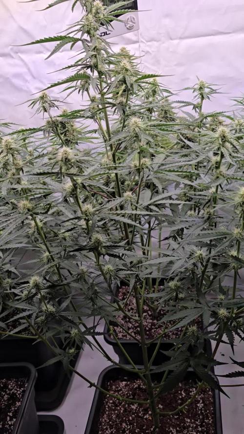 Gorilla Cookies Auto