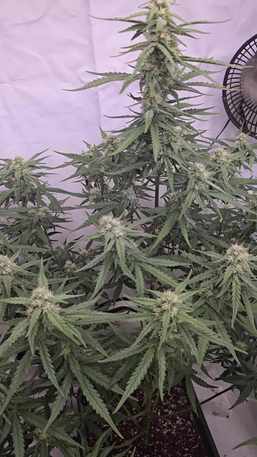 Gorilla Cookies Auto