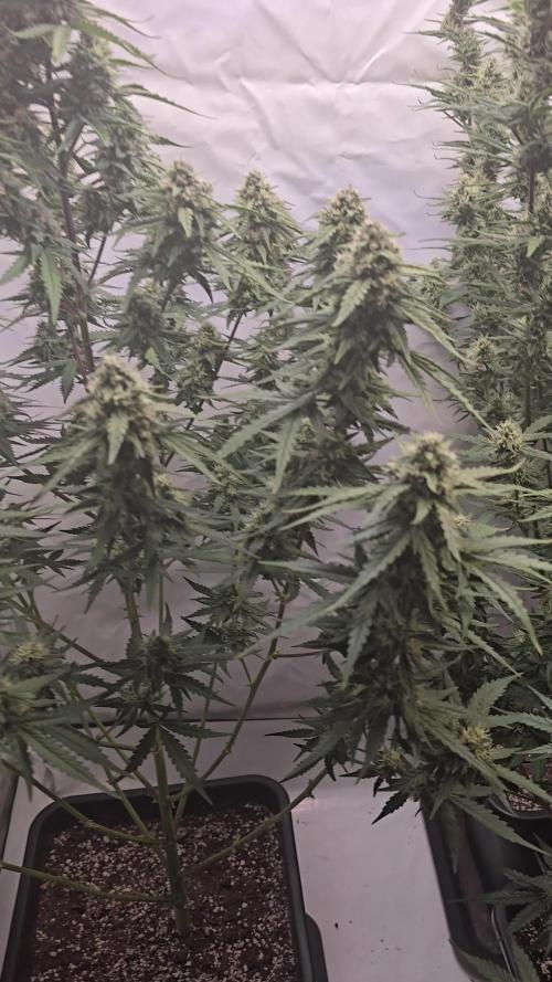 Gorilla Cookies Auto