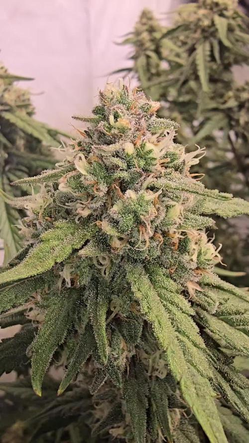 Gorilla Cookies Auto