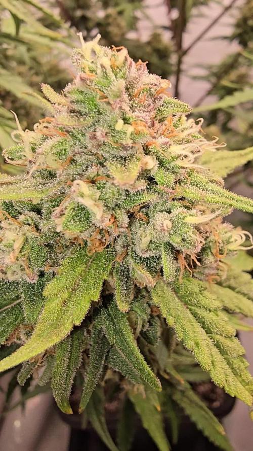 Gorilla Cookies Auto