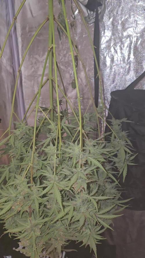 Gorilla Cookies Auto