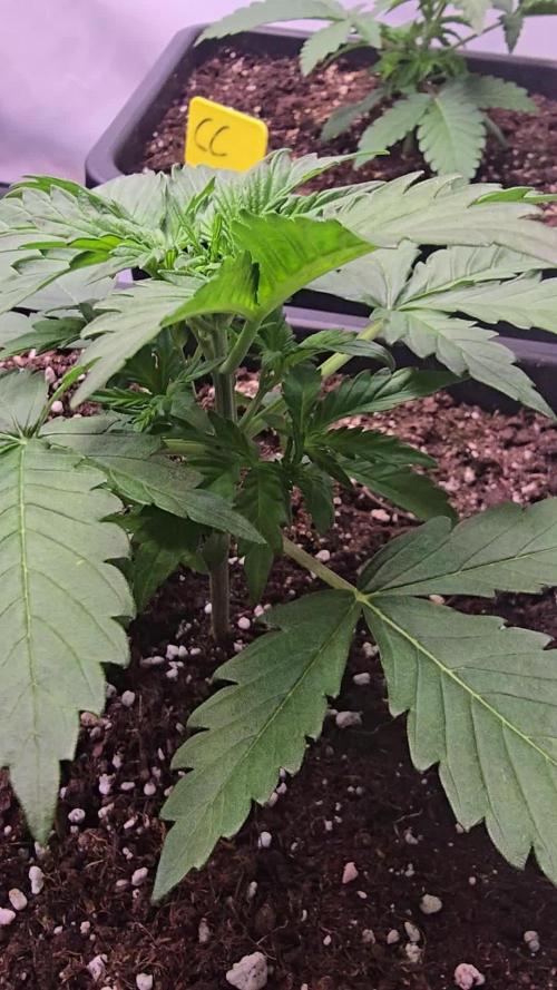 Banana Purple Punch Auto