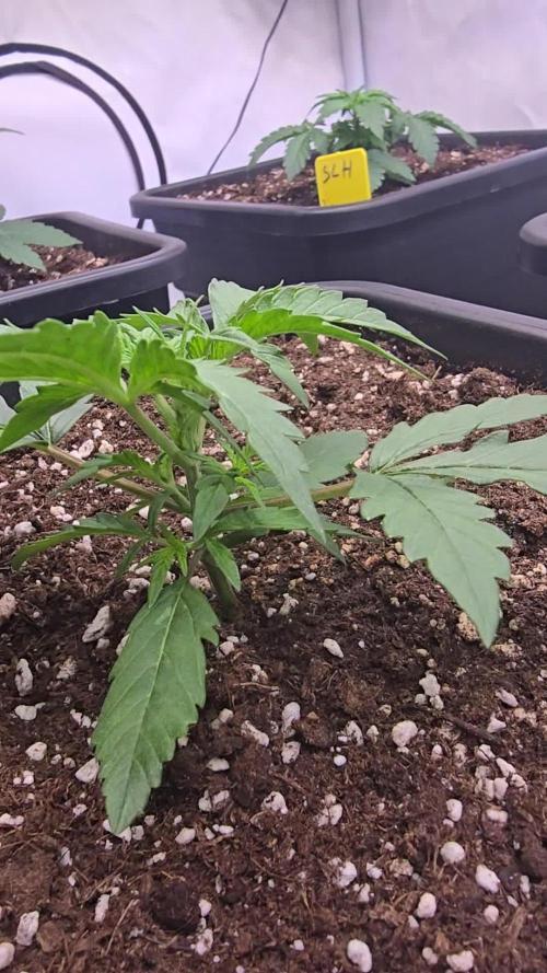 Tropicana Cookies Auto