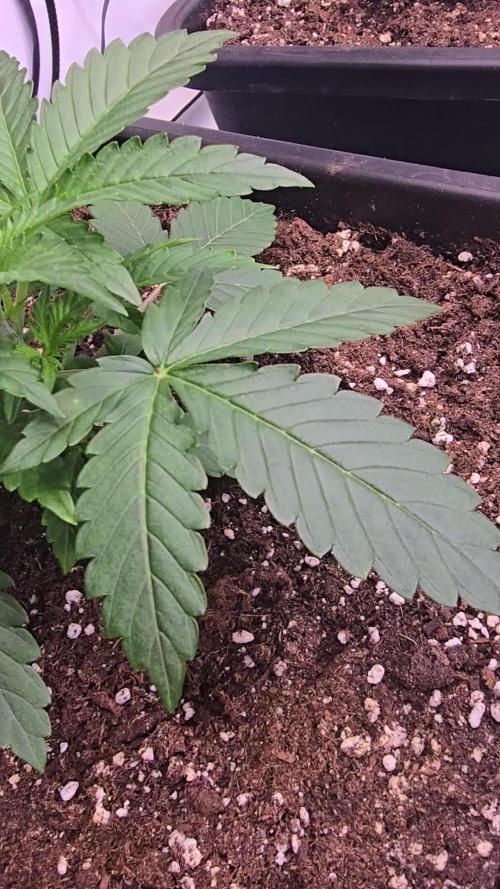 Super Lemon Haze Auto