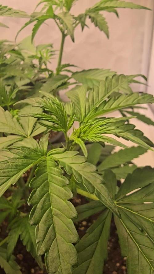 Banana Purple Punch Auto