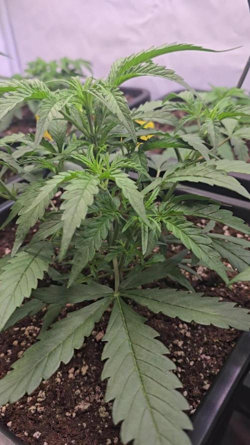Tropicana Cookies Auto