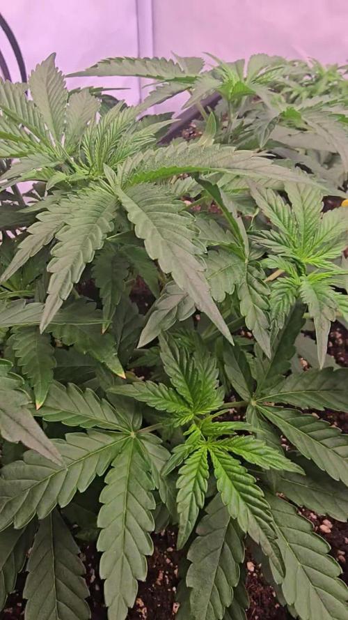 Super Lemon Haze Auto