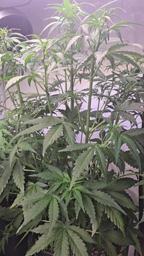 Banana Purple Punch Auto