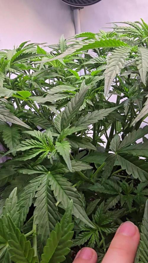 Super Lemon Haze Auto