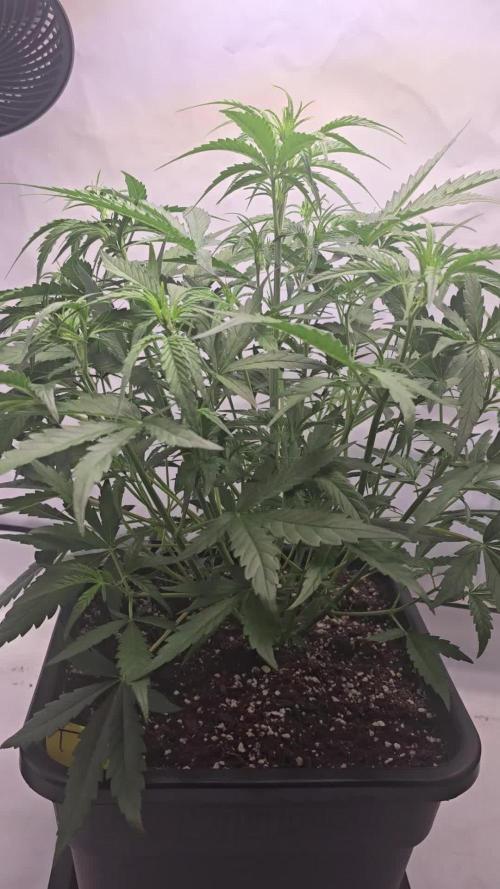 Tropicana Cookies Auto