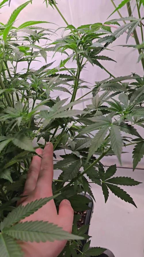 Super Lemon Haze Auto