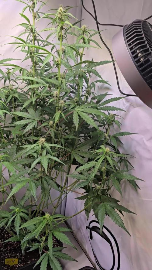 Banana Purple Punch Auto