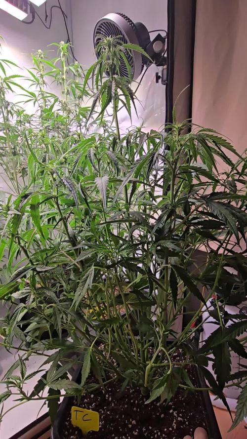 Tropicana Cookies Auto