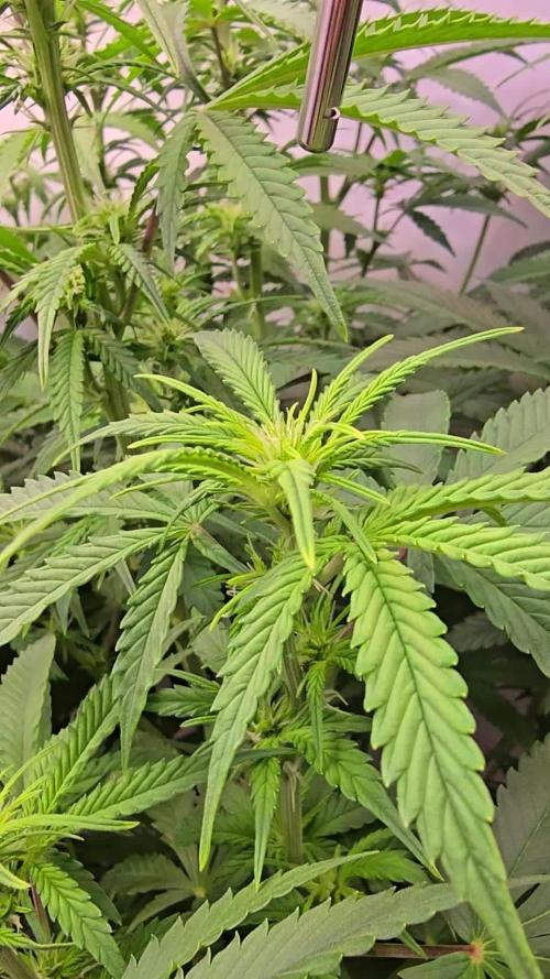 Super Lemon Haze Auto