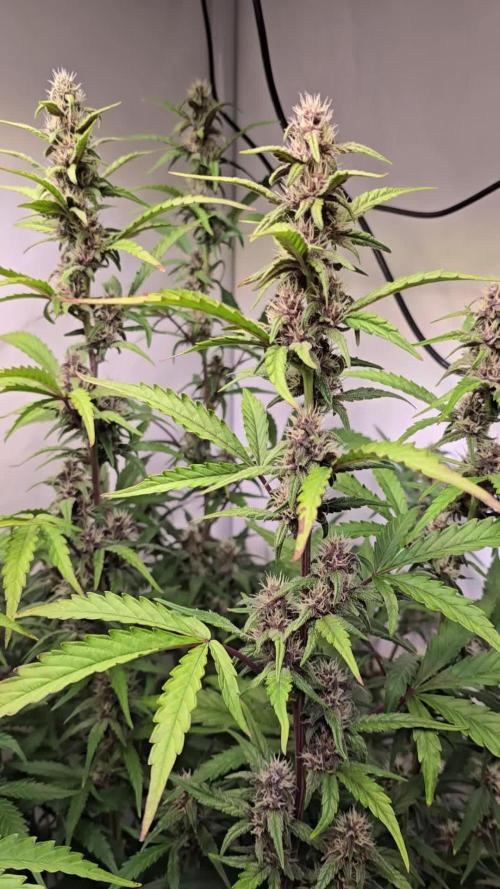 Banana Purple Punch Auto