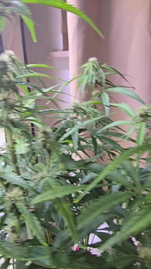 Tropicana Cookies Auto