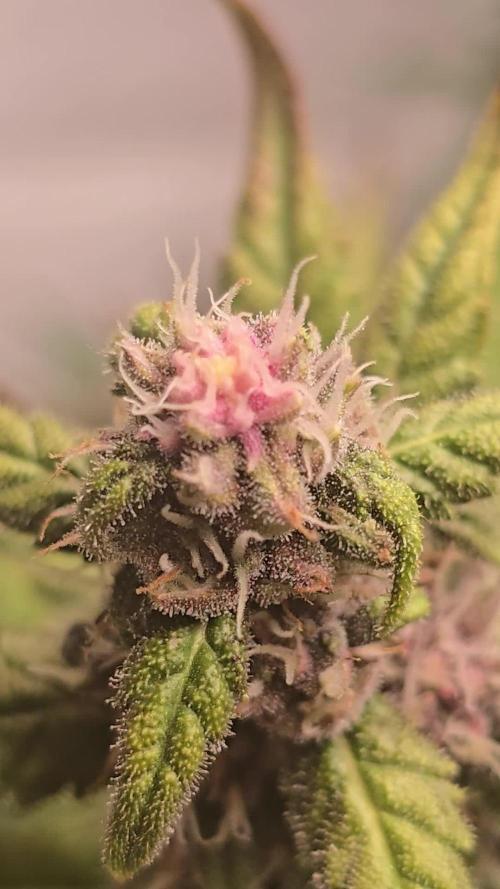 Banana Purple Punch Auto
