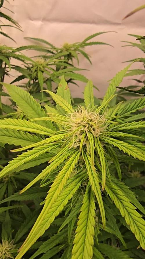 Super Lemon Haze Auto