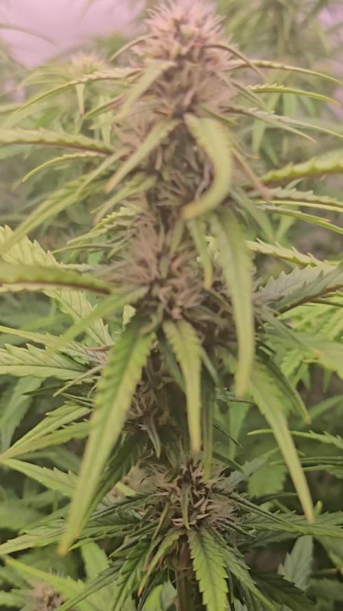 Tropicana Cookies Auto