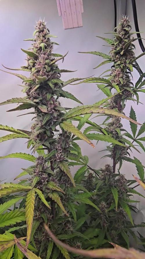 Banana Purple Punch Auto