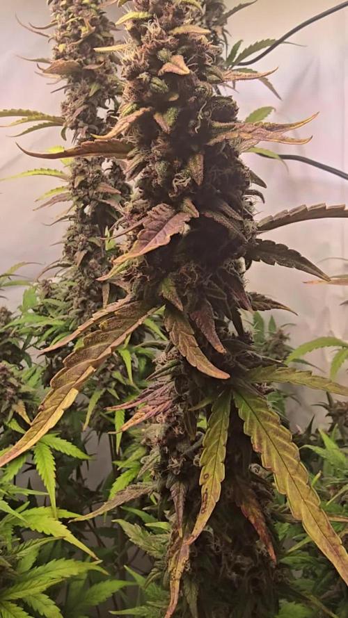 Banana Purple Punch Auto
