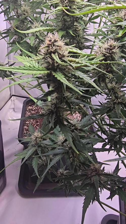 Tropicana Cookies Auto