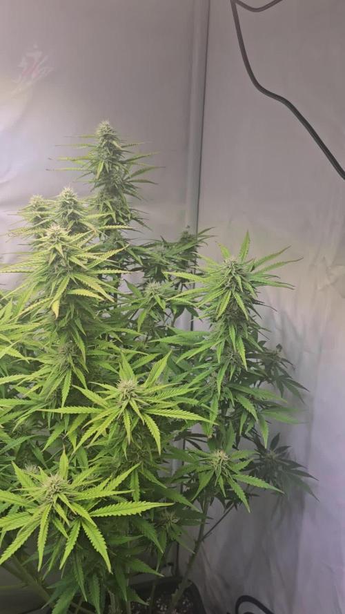 Super Lemon Haze Auto