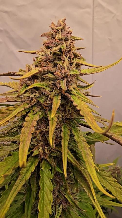 Tropicana Cookies Auto