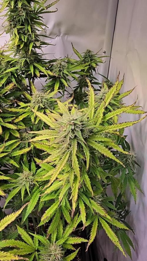 Super Lemon Haze Auto