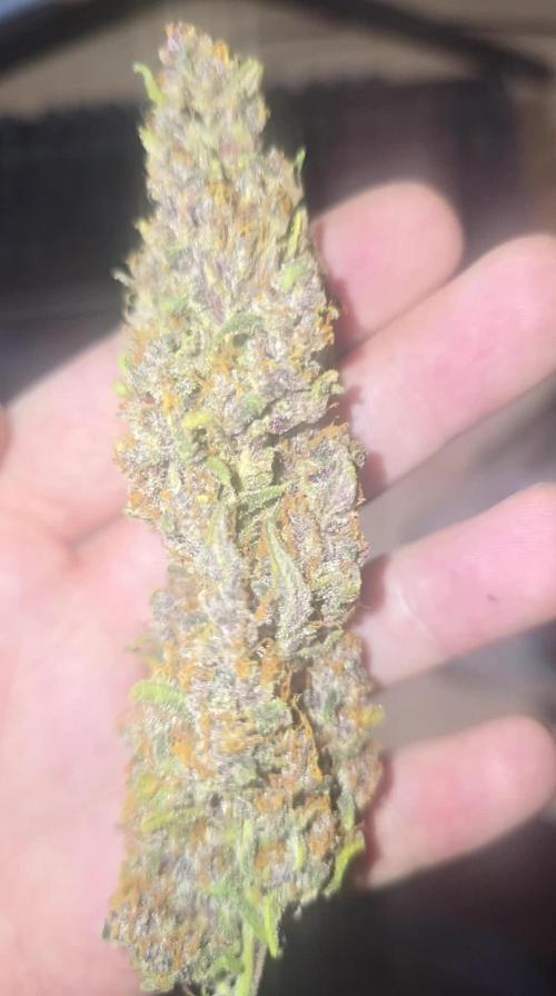 Banana Purple Punch Auto