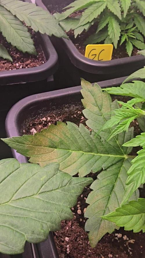 Gorilla Cookies Auto #2