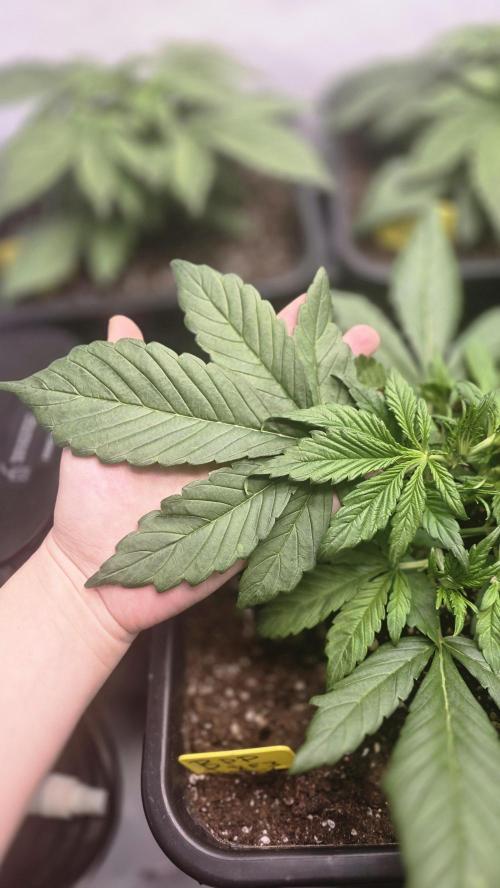 Banana Purple Punch RF3 Auto. Week 2 - End of week 2