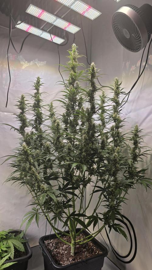 Gorilla Z auto. Week 9