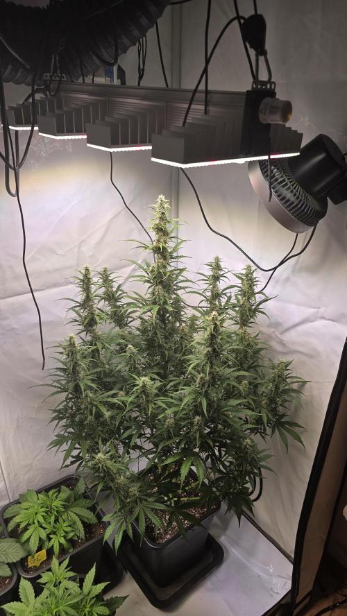 Gorilla Z auto. Week 9