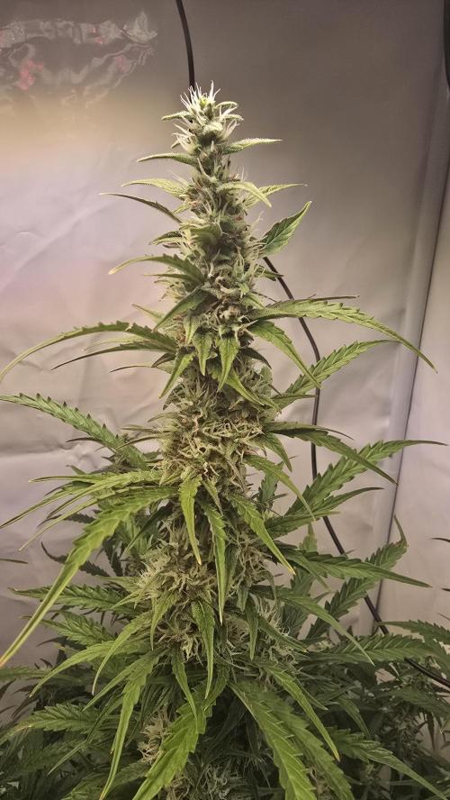 Gorilla Z auto. Week 9