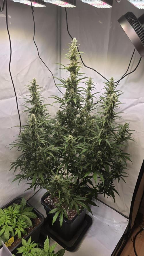 Gorilla Z auto. Week 9