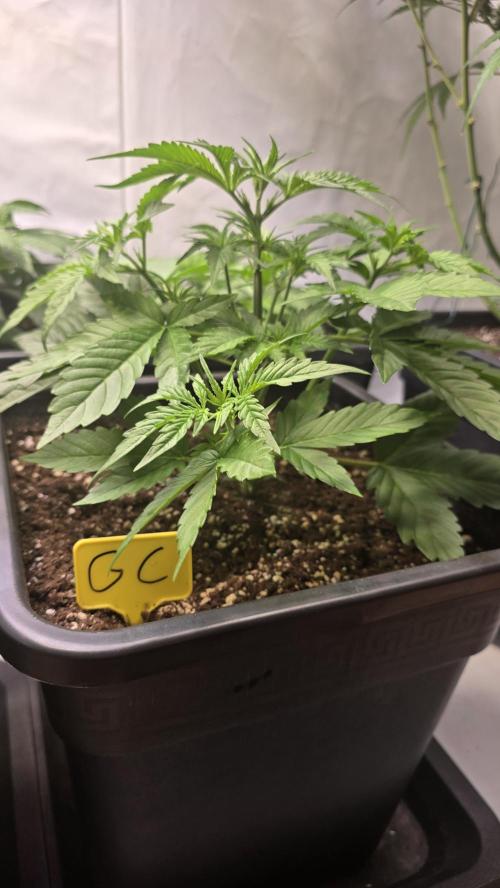 Gorilla Cookies Auto #2. Week 3