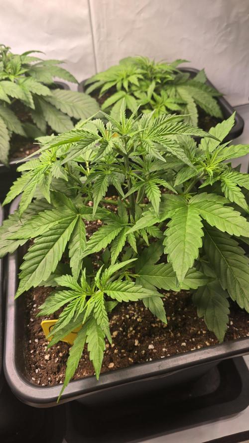 Gorilla Cookies Auto #2. Week 3