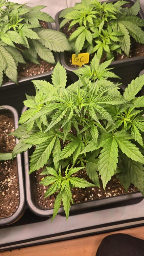 Gorilla Cookies Auto #2. Week 3