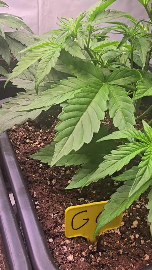 Gorilla Cookies Auto #2