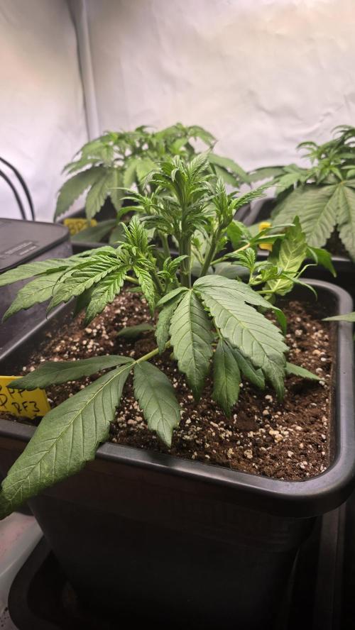 Banana Purple Punch RF3 Auto. Week 3