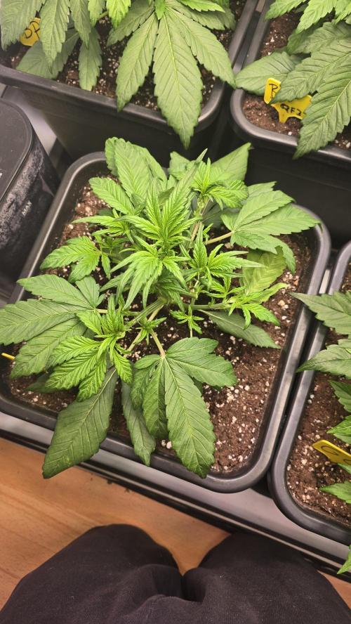 Banana Purple Punch RF3 Auto. Week 3