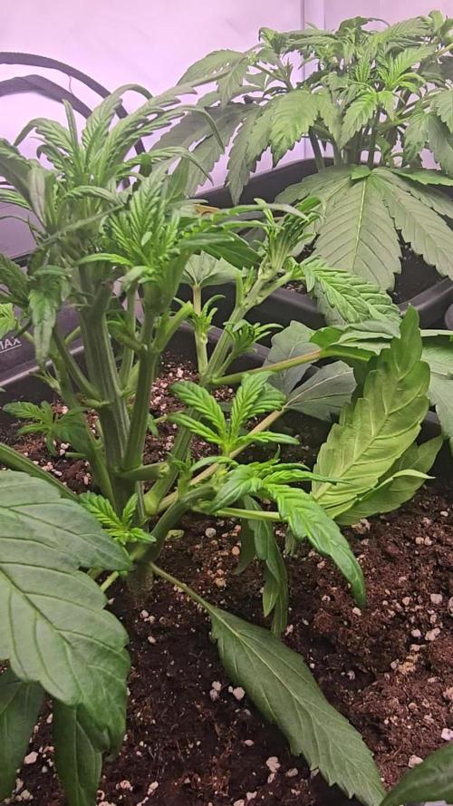 Banana Purple Punch RF3 Auto