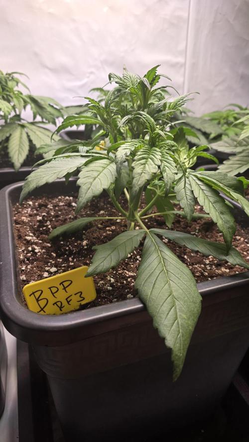 Banana Purple Punch RF3 Auto. Week 3